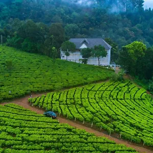 Tea Harvester Inde